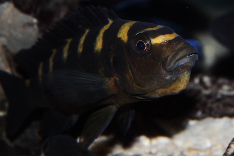 Pseudotropheus crabro